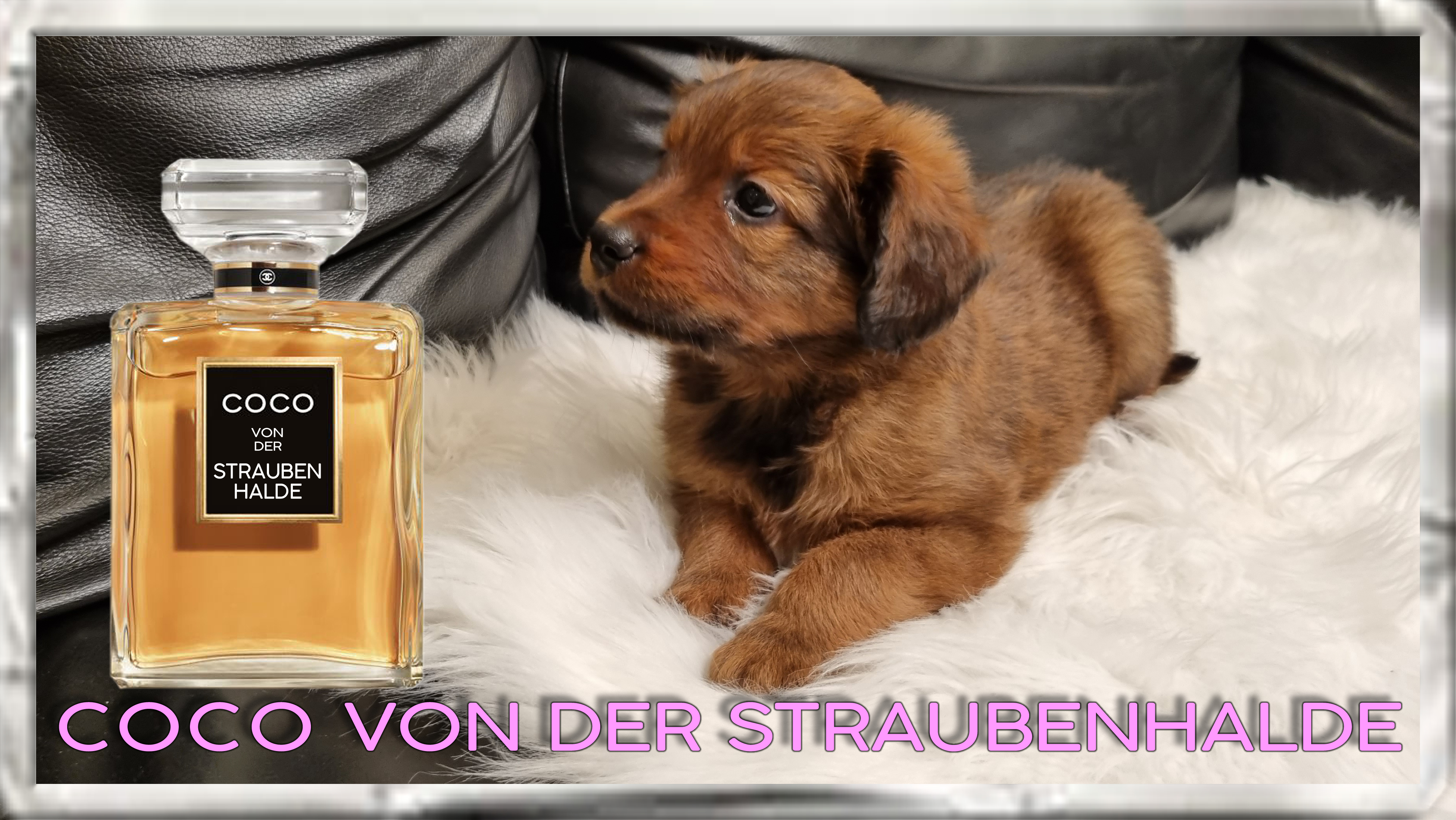 Wäller von der Straubenhalde